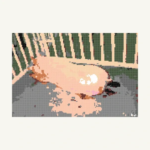 heo nè - ngocsummer